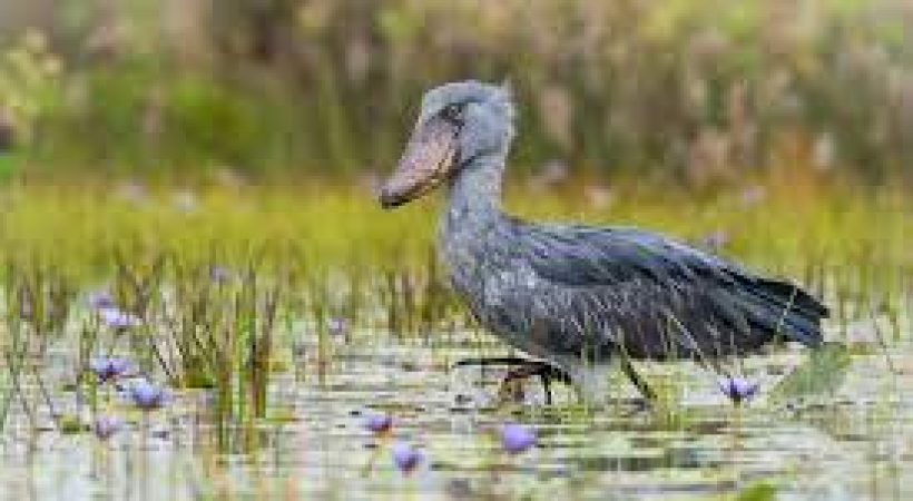 Mabamba bird watching